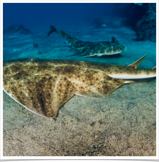 Angel sharks have received full protection in the Canary Islands - one of few remaining locations with a substantial population.